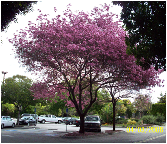 pink-tree.png