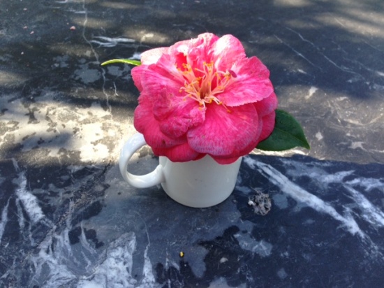 Camilla Flower in a white tea cup on a marble table