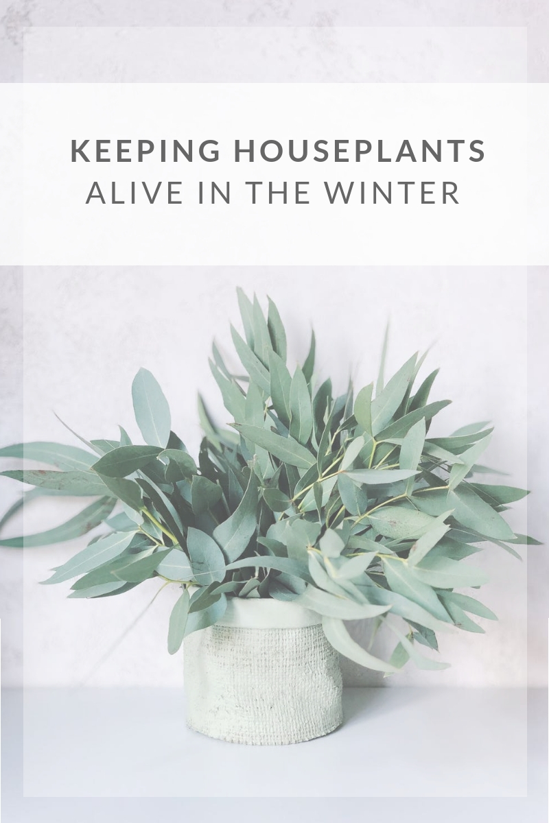 How I Stopped Killing My Houseplants infographic