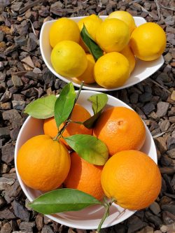 Citrus Fruits Boost Immunity